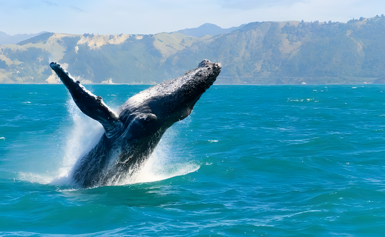 New Zealand 10-Day Tour